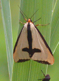 Clymene Moth